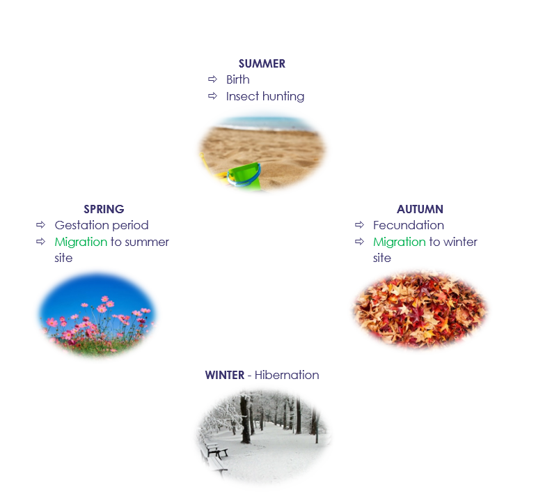 Bats reproduction cycle