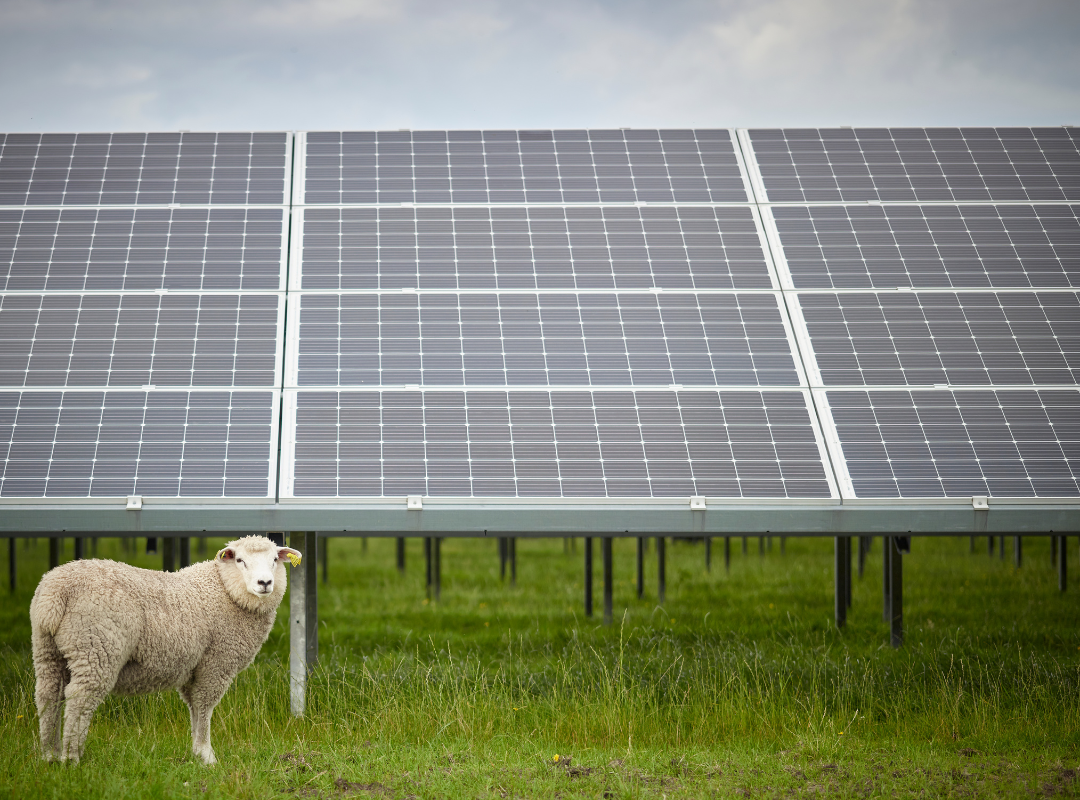 Solar panels with sheeps around like agri-pv