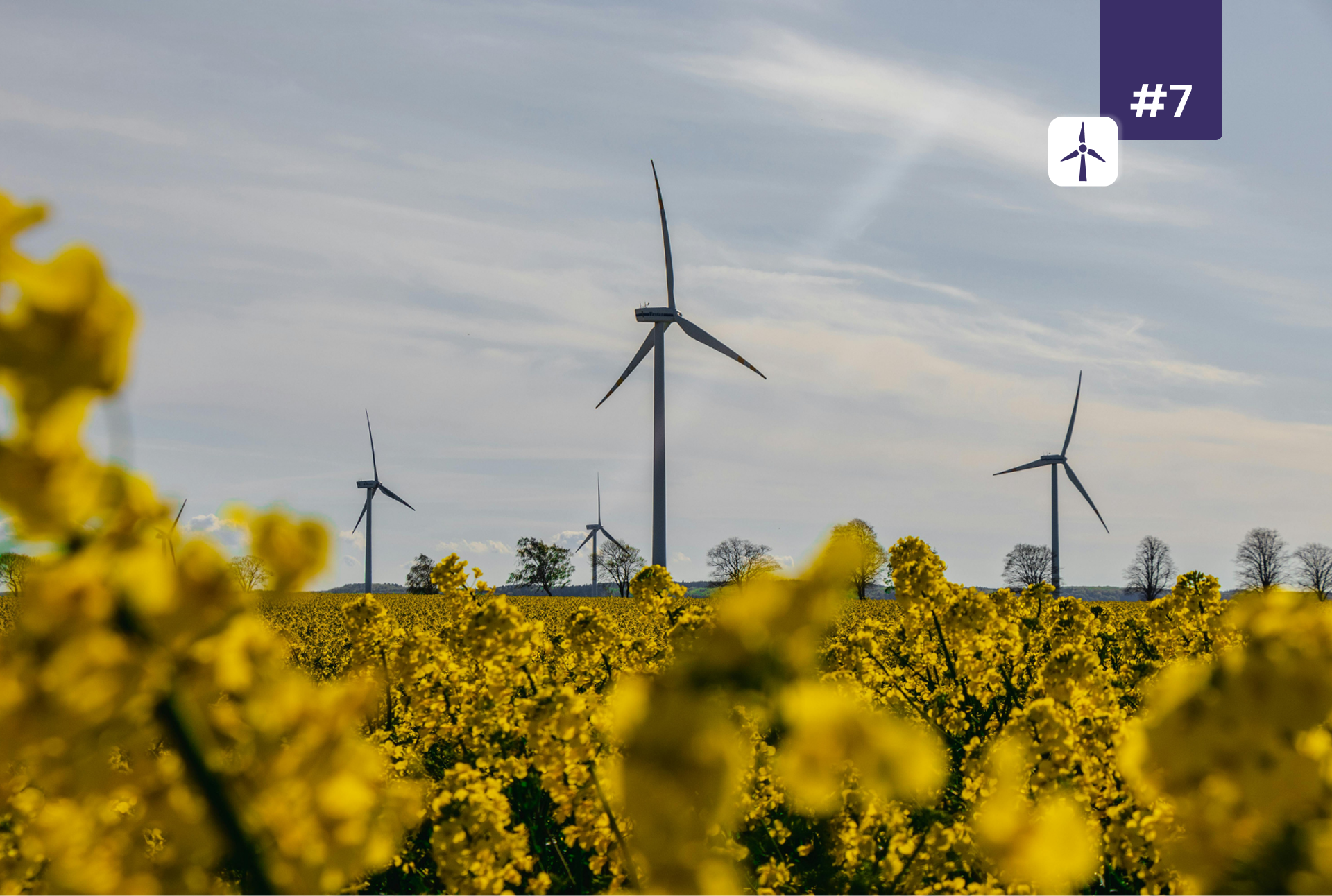 Des éoliennes dans un champ de fleurs jaunes